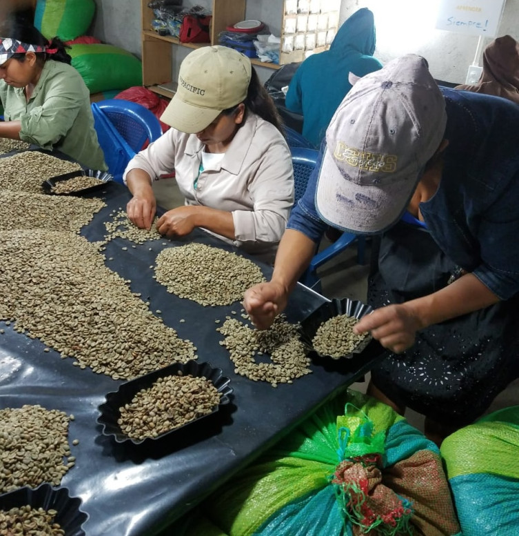 Legacy Farms Coffee - Honduras work