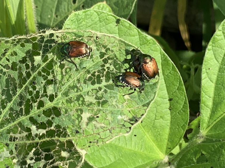 Beetles on Kansas crop