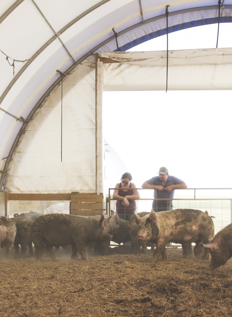 R Family Farms Berkshire pigs in Kansas