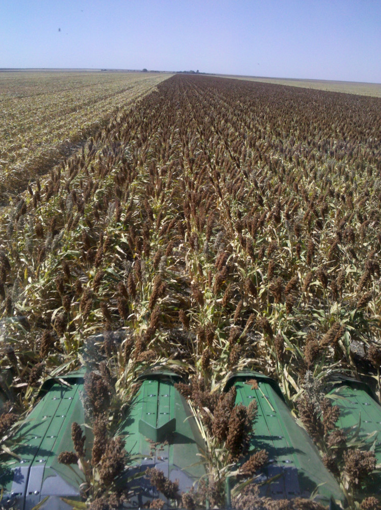 Kelsey Woelk sorghum harvest