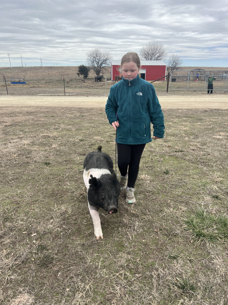 Keatley Kansas 4-H pig practice