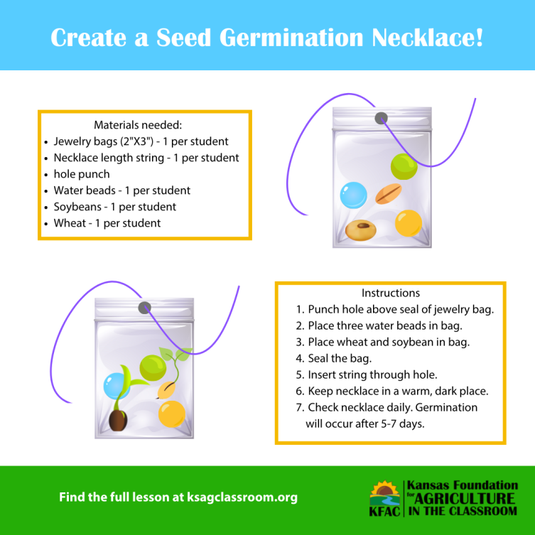 Seed germination necklace instructions