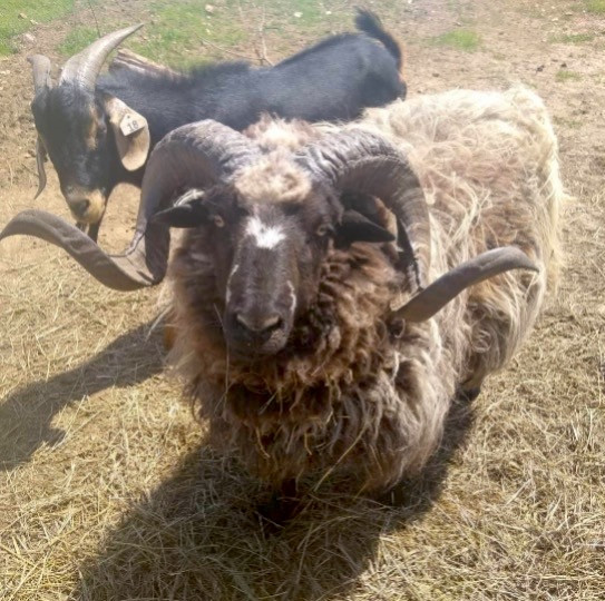 Route Step Farm Kansas Goats