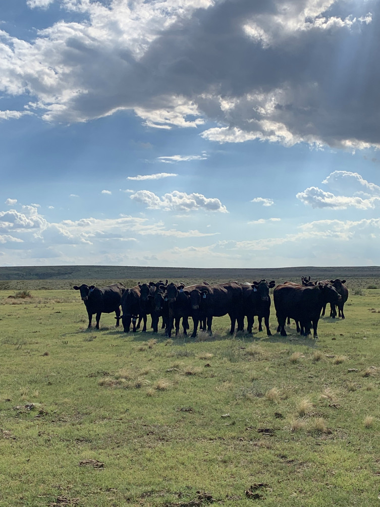 Cattle Herd at Larson Angus Ranch in Kansas