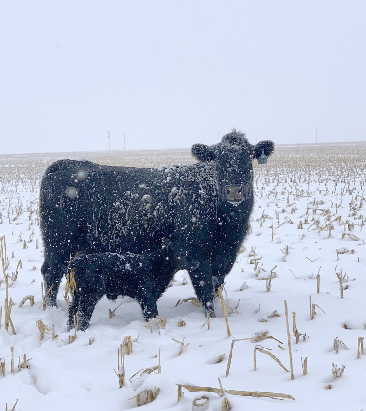 Cow-Calf in Winter at Larson Angus Ranch in Kansas