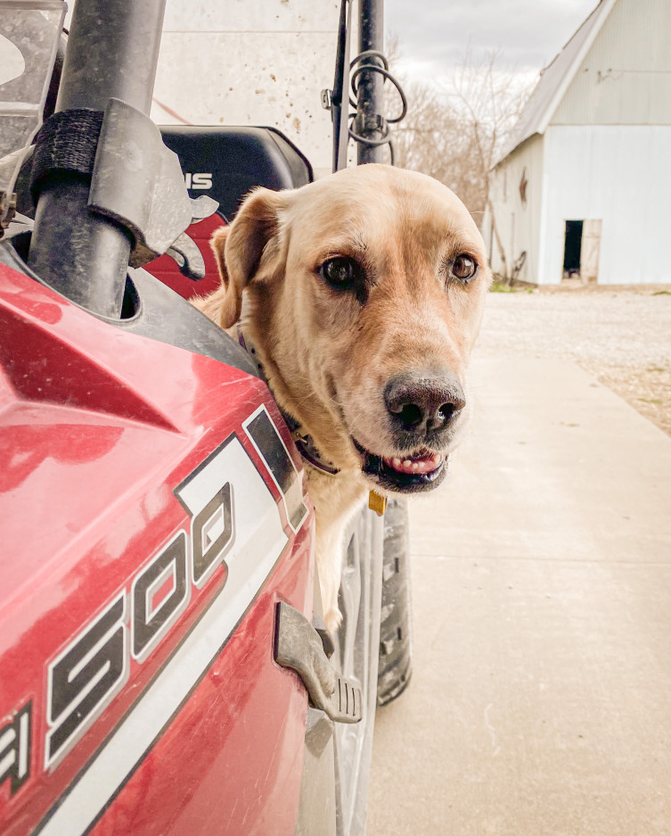 Magnum the Kansas farm dog going for a ride