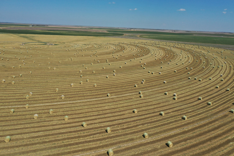 Nicholson Ventures hay