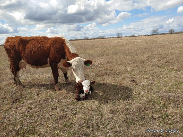 OAT Livestock cow calf operation