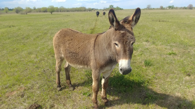 OAT Livestock guard donkey in the field