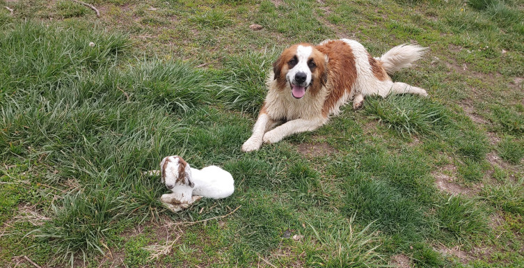 OAT Livestock guard dog