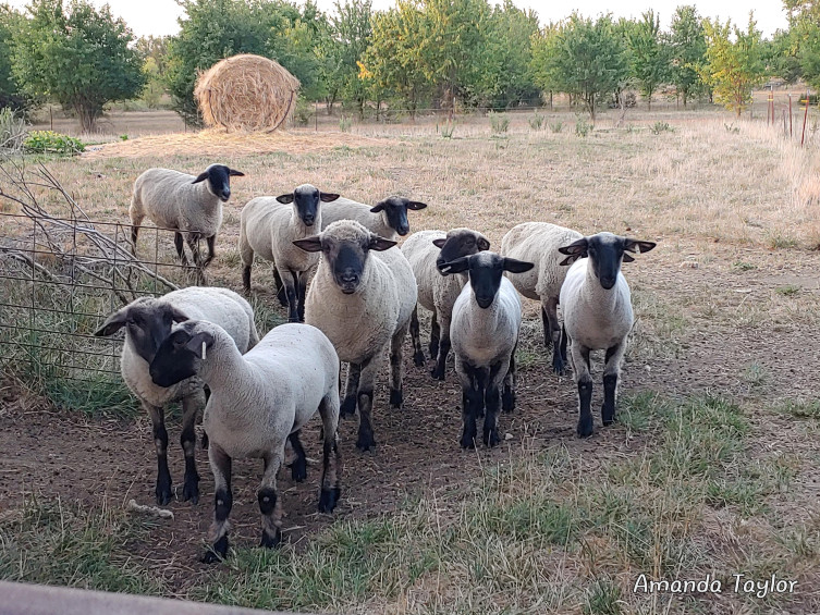OAT Livestock sheep