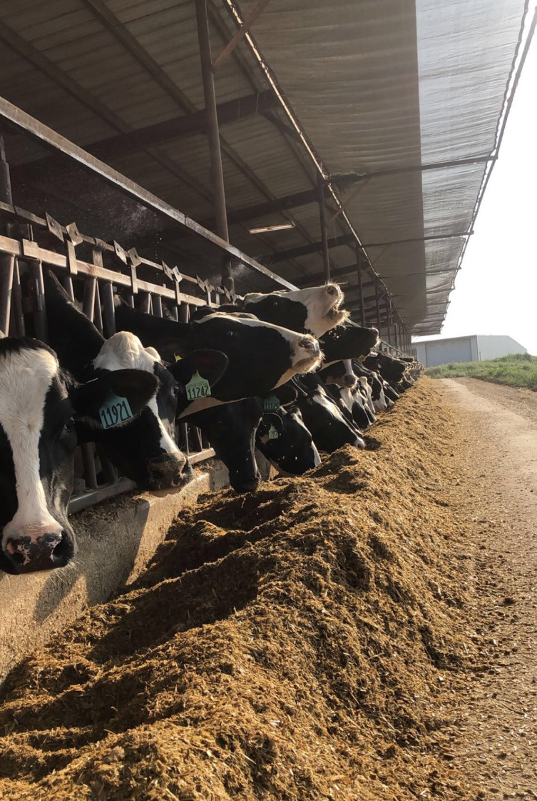 Ohlde dairy cows feeding