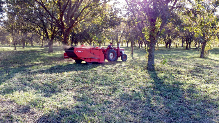Pecan harvest - growing pecans in Kansas