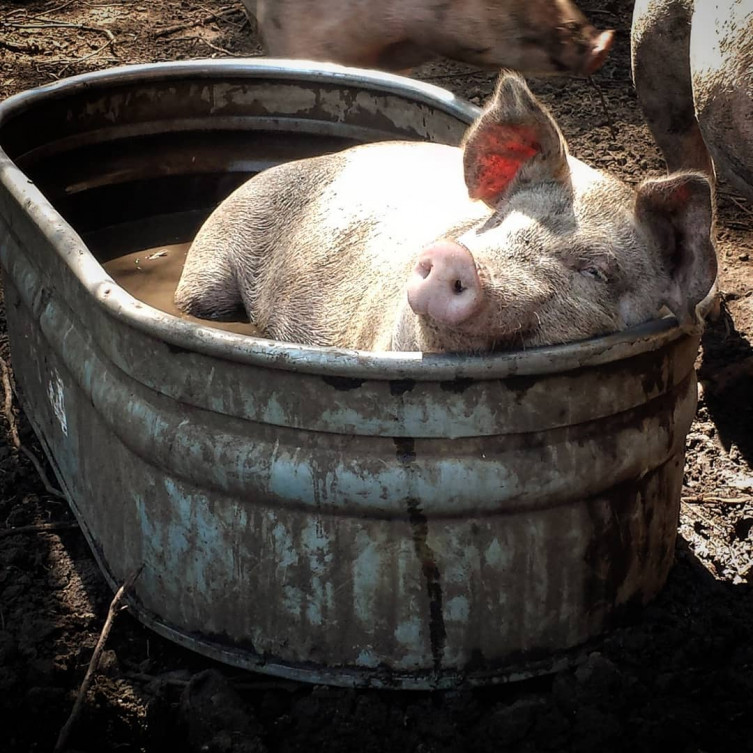 Eagle Ridge Ranch Kansas pig