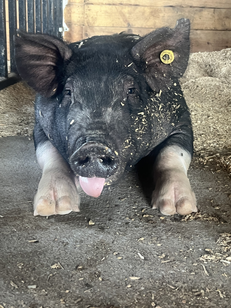 Keatley Kansas 4-H pig project