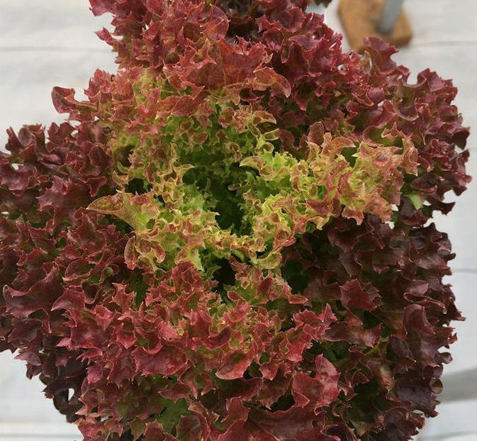 4B Farms hydroponic red leaf lettuce