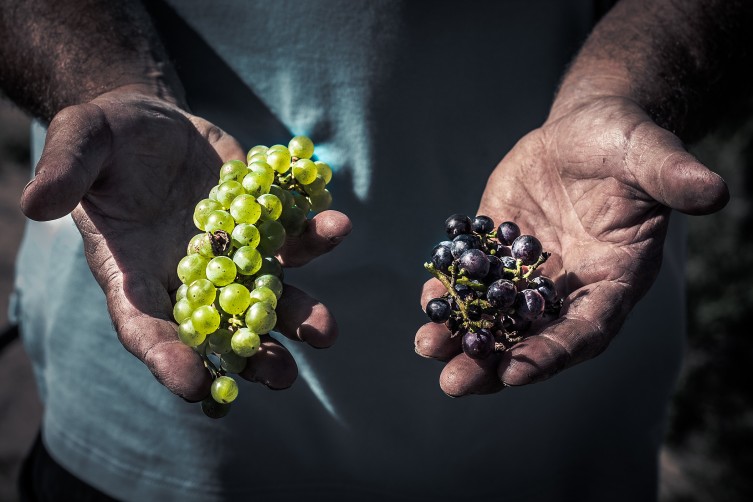 Kansas wine grapes at Shiloh Vineyard