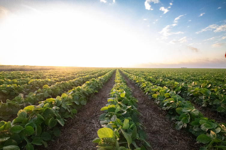 Soybean crop field sun Kansas