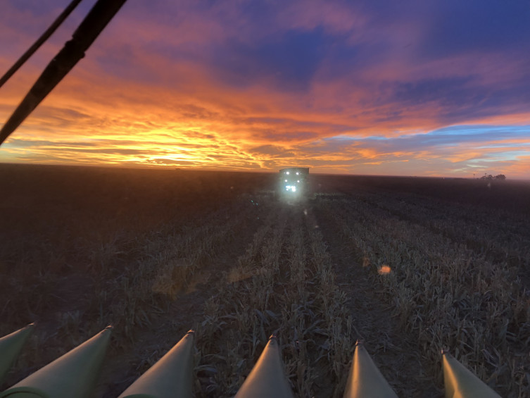 Suppes Kansas farm sorghum sunset