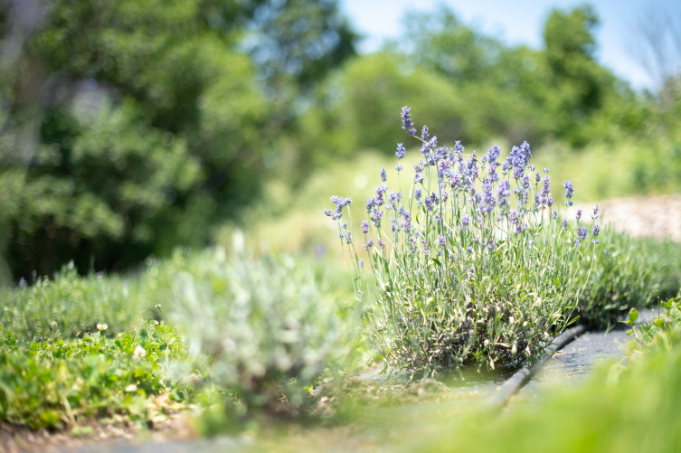 Kansas lavender field