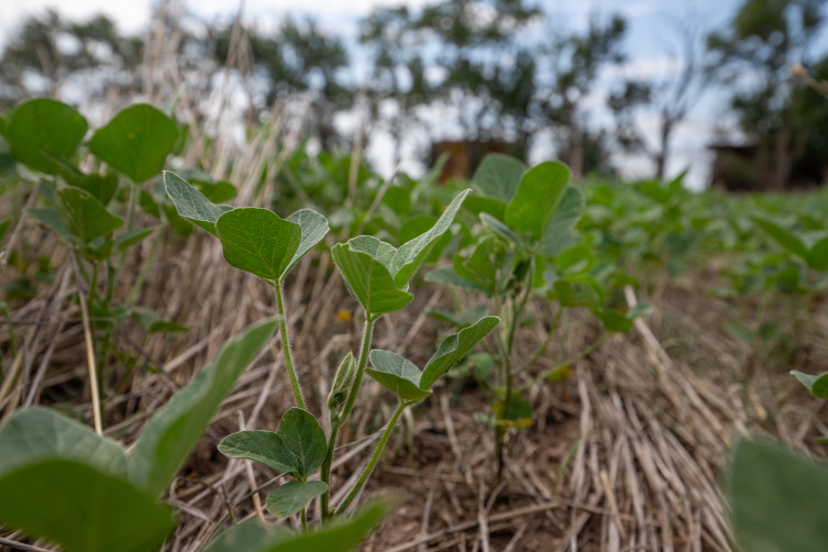 The Unruh Family - Soybean seedlings