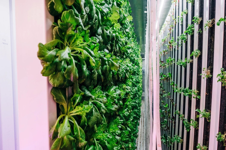 Vertical farming at Leafy Green Farms
