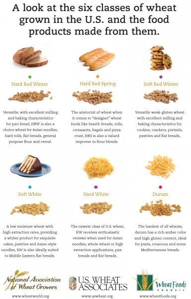 Wheat Infographic