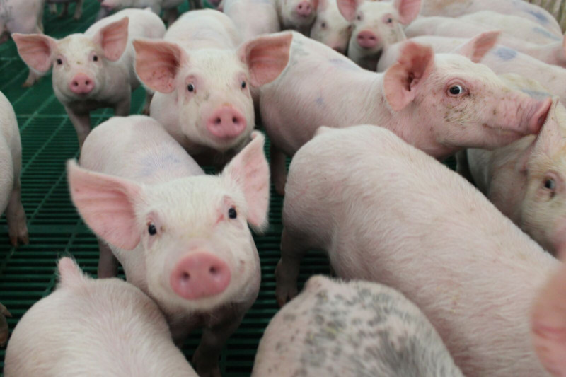 What Do Pigs Eat | Kansas Farm Food