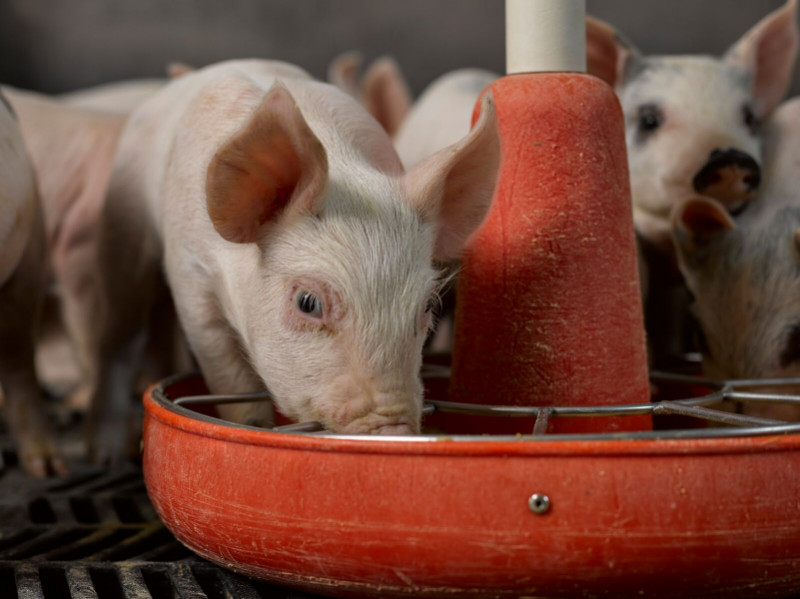 what-do-pigs-eat-kansas-farm-food