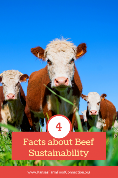 Beef sustainability facts