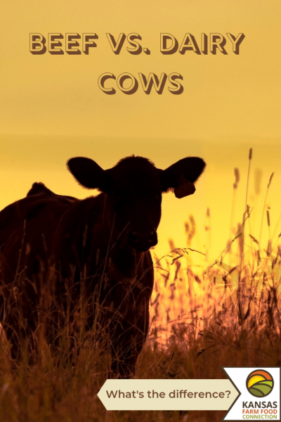 Beef vs dairy cows