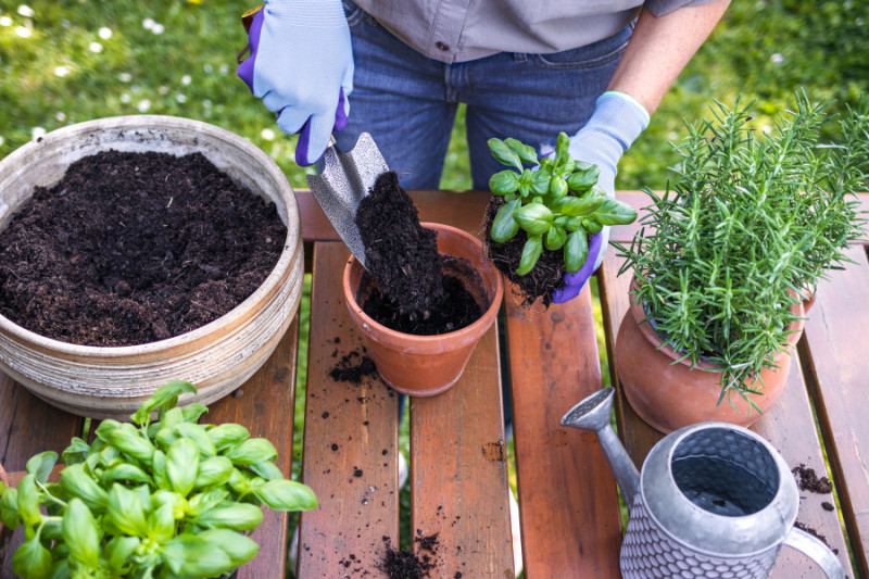 Tips For Growing And Cooking With Herbs Kansas Farm Food Connection Eating Healthy From To Table Tips For Growing And Cooking With Herbs, Tips For Herb Garden
