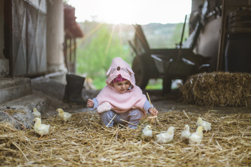 Baby in barn with chicks - spring chickens