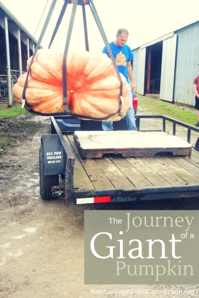 The Journey of a Giant Pumpkin Pin It!
