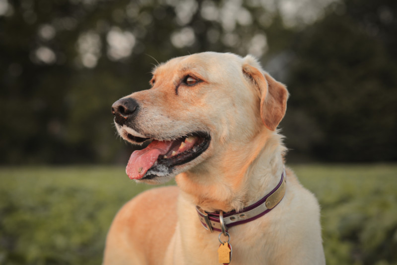 Magnum the Kansas farm dog