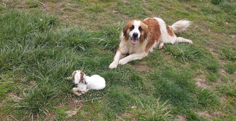 OAT Livestock guard dog