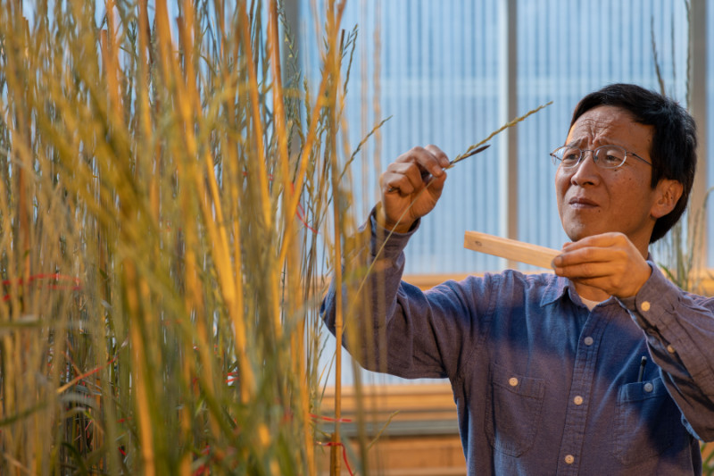 Shuwen Wang at the Land Institute Perennial Wheat Greenhouse