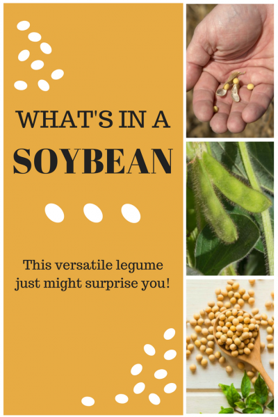 What is a soybean