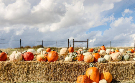 Decorative Pumpkins Thumbnail