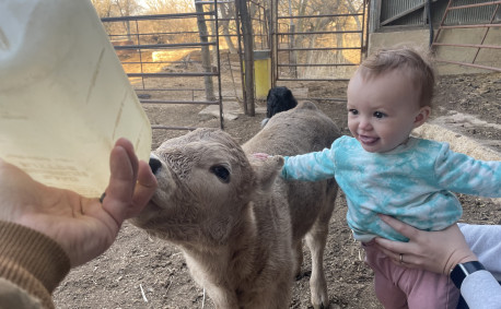 Zenger Family Farm - calf