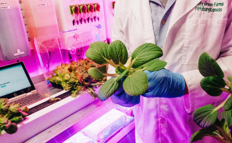 Fresh plant at Leafy Green Farms