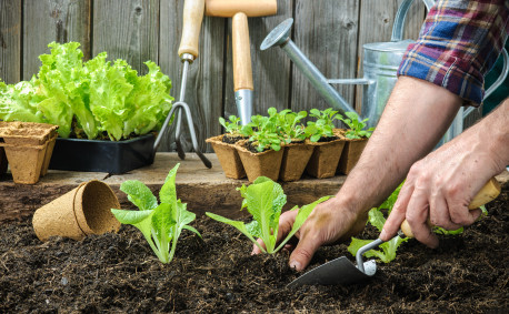 Gardening basics