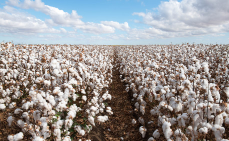 Field of cotton in bloom
