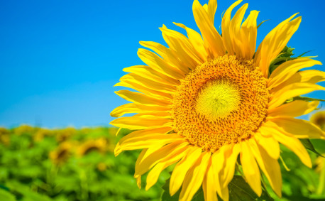 Fun facts about sunflowers - Kansas sunflower