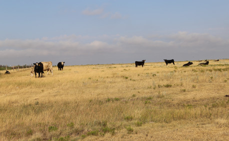 Kansas cattle grazing