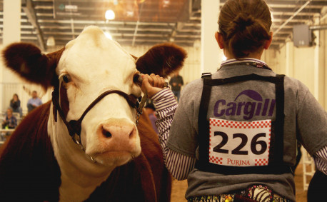 KLA youth livestock show hereford