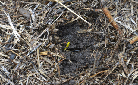Sustainable Corn