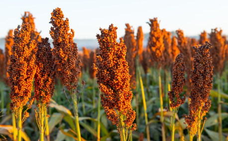 sorghum