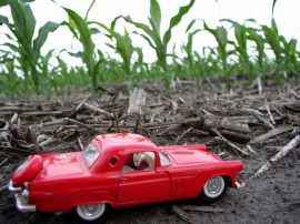 Corn and Car