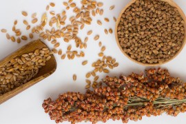 Sorghum Seed